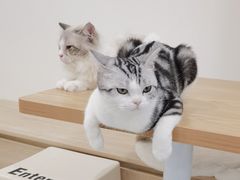 -有喵·猫咖·狗咖·30几只猫10只小狗(岗厦店)