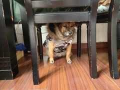 -江湾体育中心游泳馆