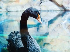 -上海海洋水族馆