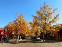 -三里屯东五街银杏大道