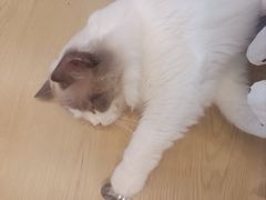 -有喵·猫咖·狗咖·30几只猫10只小狗(岗厦店)