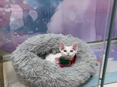 -糯米喵星人总部直营旗舰店·猫舍·幼猫出售