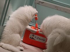 -安格丽娜·狗咖·猫咖羊驼咖(春熙路百盛商场店)