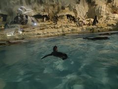 -帝企鹅自助餐厅•儿童岛•真企鹅(长隆企鹅酒店)