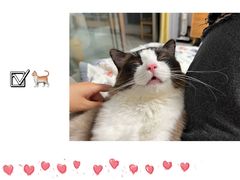 -关爱宠物医院·猫科中心·消化科(滨湖万达分院)