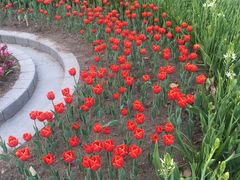 -上海鲜花港