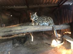 -清迈夜间动物园