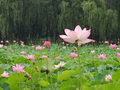 -东郊湿地公园