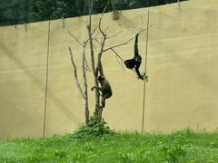 -合肥野生动物园