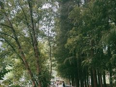 -月湖风景区