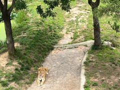 -西霞口神雕山野生动物世界