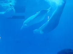-海合安成都极地海洋公园