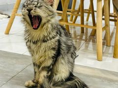 -楼上猫咖(罗湖店)