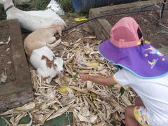 -马陆小张葡萄园农家乐