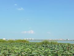 -莲花岛景区