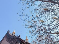-护国法轮寺