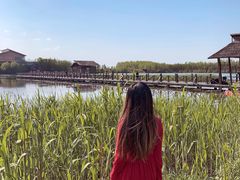 -溱湖国家湿地公园