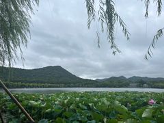 -西湖外事游船(花港观鱼码头)