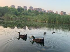 -前关湿地公园