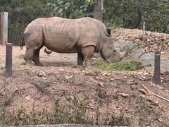 -清迈夜间动物园