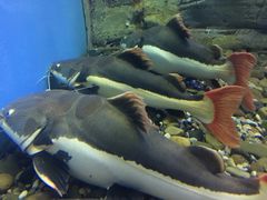 -芜湖新华联大白鲸海洋公园