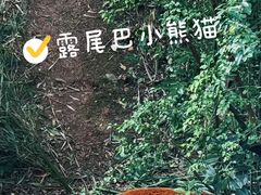 -都江堰中华大熊猫苑