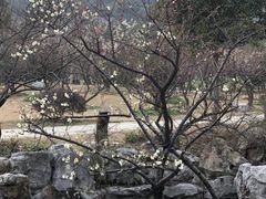 -香雪海