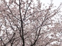 -武汉大学-樱园