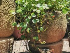 -回辉登偰氏面片(东莲花美食街店)