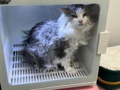 -山宅一喵德文卷毛猫舍