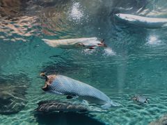 -上海海洋水族馆
