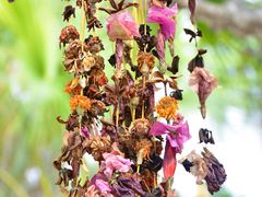 -西双版纳傣族园