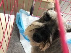 -喜多萌中农锦绣动物医院24H·猫科·牙科MRI·CT