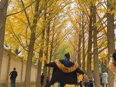 -三里屯东五街银杏大道