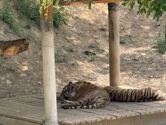 -石家庄市动物园