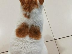 -平行世界·猫咖(首经贸店)
