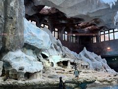 -帝企鹅自助餐厅•儿童岛•真企鹅(长隆企鹅酒店)