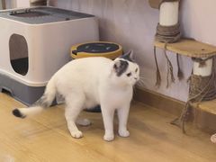 -猫咪派对(江南西店)