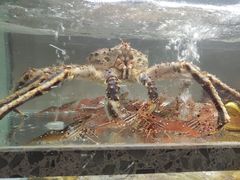 -甄御•海鲜新青岛菜(麦岛店)