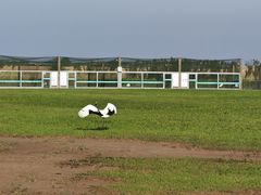 -盐城丹顶鹤湿地生态旅游区