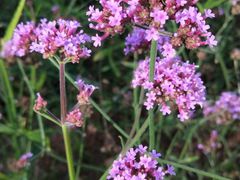 -紫海香堤香草艺术庄园