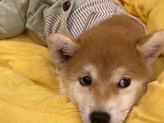 -逗柴咖啡屋·狗咖猫咖宠物桌游