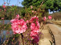 -南国桃园旅游度假区