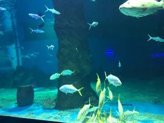 -北戴河圣蓝海洋公园
