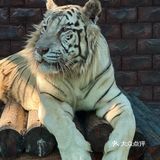 【北京遛娃宝藏地｜顺义虎乐园一站式攻略！】