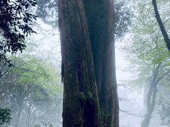 -阿里山神木遗迹