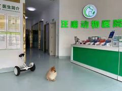 -汪喵宠物医院·骨科心脏影像·犬猫急重症ICU诊疗中心(成华分院)