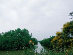 -大湾区中央湿地公园-十九涌