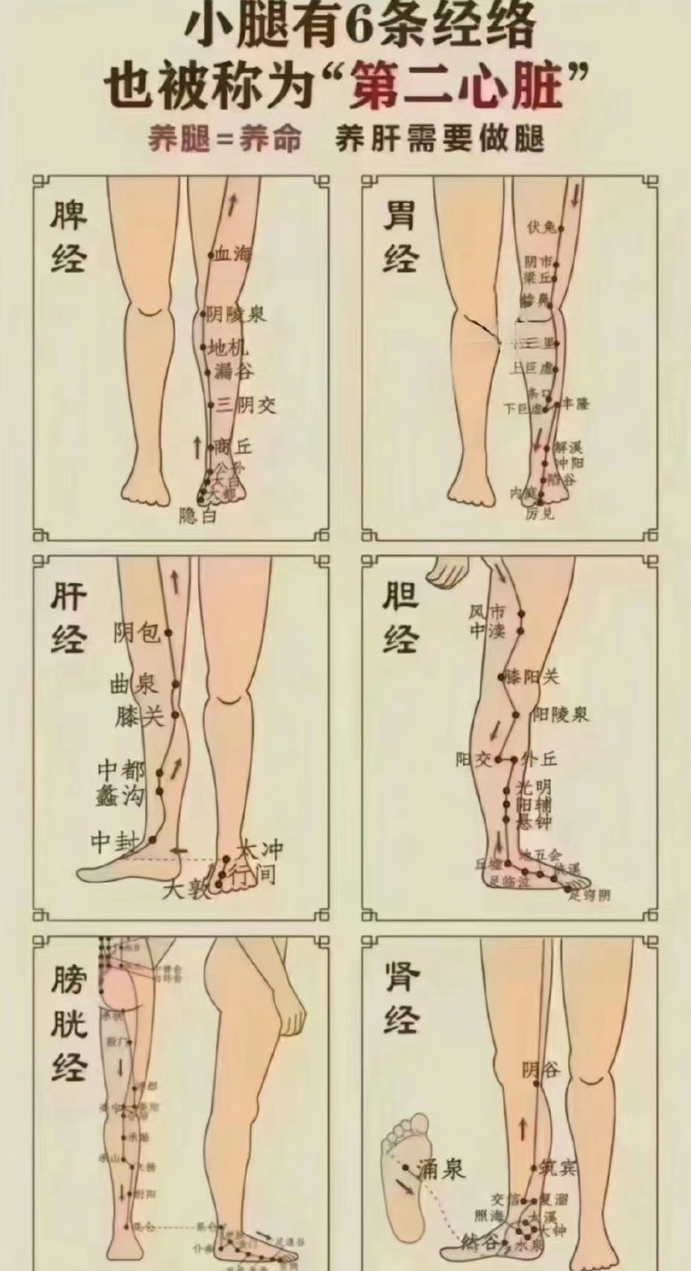 大腿内侧经络图 肝经图片