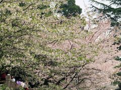 -武汉大学-樱园